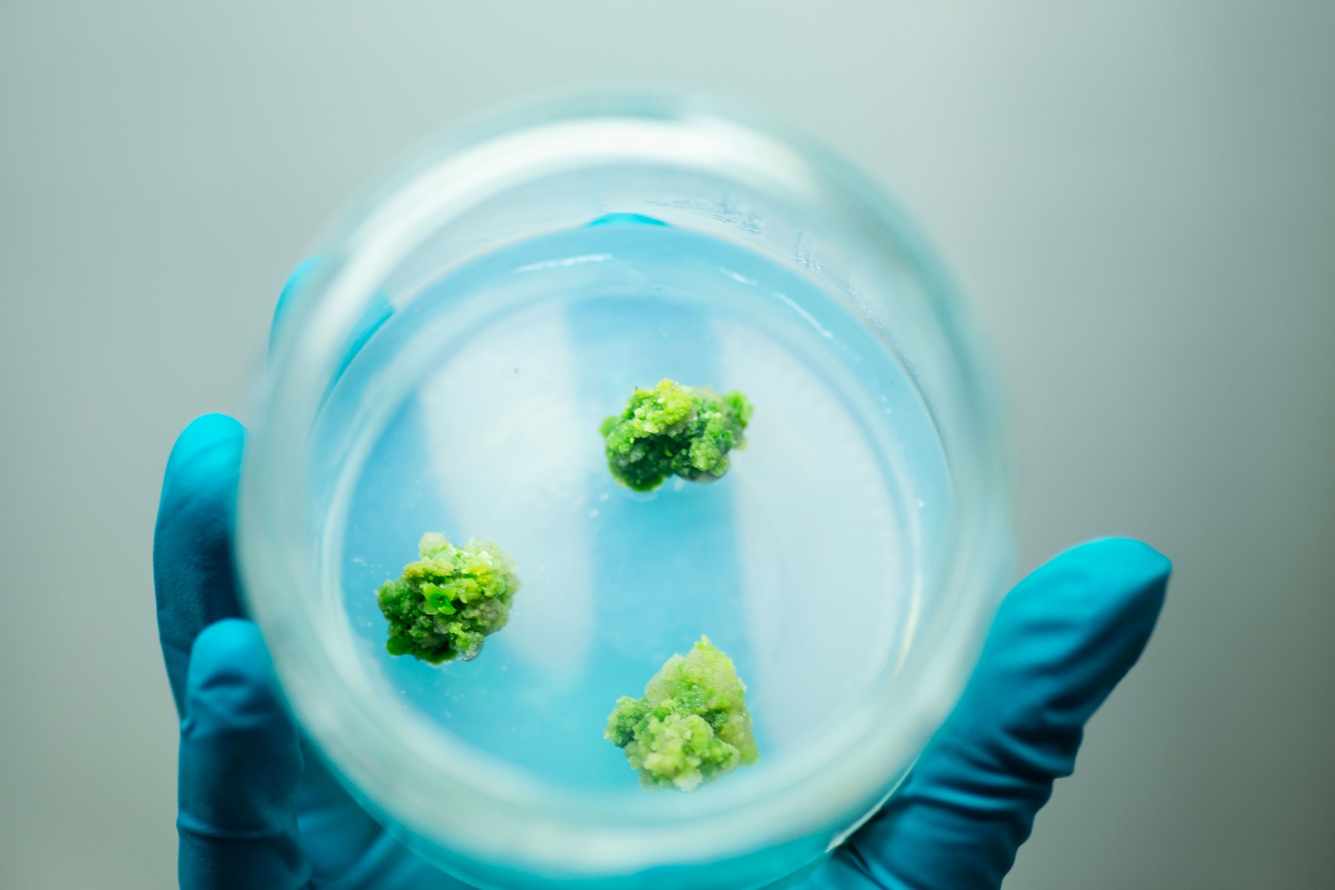 Plant tissue culture at the laboratory, agriculture science